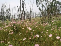 -白鹭湾湿地公园