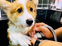 -Goku PET SHOP宠物视觉生活馆(双井店)