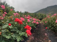 -亚龙湾国际玫瑰谷