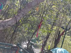 -西双版纳原始森林公园