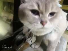 -纳吉亚猫专科动物诊疗中心(蒋宅口分院)