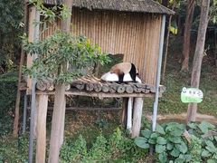 -广州长隆野生动物世界