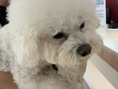 -北京派仕佳德动物医院·超导核磁·CT·神经科·骨科·内外科·急重症管理中心