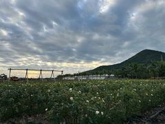 -亚龙湾国际玫瑰谷