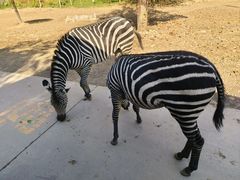 -北京野生动物园