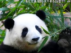 -成都大熊猫繁育研究基地