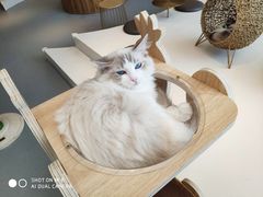 -飞行喵MR PILOT|猫舍·猫咖(静安大融城店)
