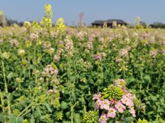 -中国天府农业博览园