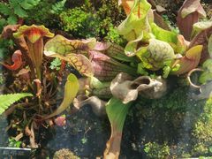 -国家植物园南园