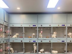 -萌宠之家·腊肠犬·马尔泰·小体犬舍
