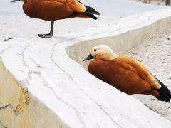 -新疆天山野生动物园