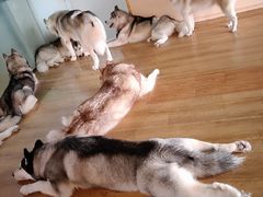 -Husky Go! 哈士奇体验馆·宠物咖啡厅狗咖