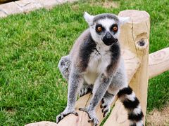 -沈阳森林动物园