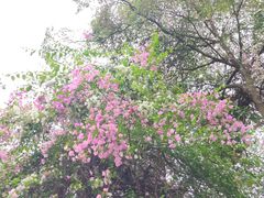 -深圳国际园林花卉博览园