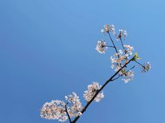 -高东镇樱花园