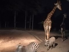 -清迈夜间动物园