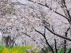 -羊山湖公园