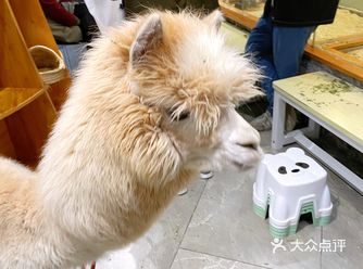 比网红店性价比高的撸宠馆