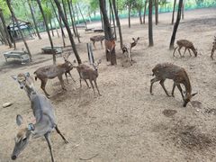 -大连铭湖国际观光牧场