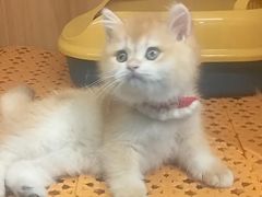 -欣宠猫屋·矮脚拿破仑·蓝金金渐层