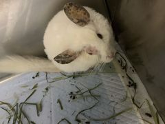 -爱侣宠医·鹦鹉专科·小型哺乳类·异宠专科(灵石路店)