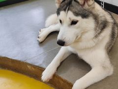 -Husky Go! 哈士奇体验馆·宠物咖啡厅狗咖