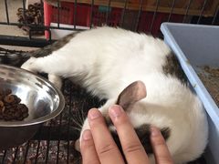 -东莞宠友24H宠物中心医院·转诊夜诊·异宠(新河北路院)