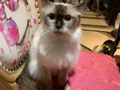 -猫色咖啡·猫咖