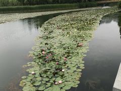 -暨阳湖生态园