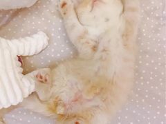 胡椒猪肚鸡-顺德公广东猪肚鸡·煲仔饭(白石洲店)