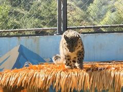 -青藏高原野生动物园