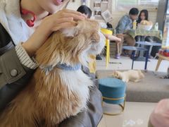 -平行世界·猫咖(首经贸店)
