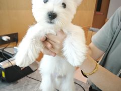 -帕帕拉兹宠物(亚洲旗舰店)