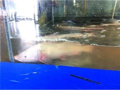 -新珠城鱼坊(龙湖店)