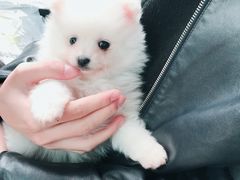 -汪星球宠物生活馆