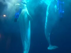 -大连圣亚海洋世界
