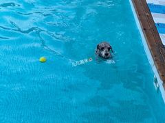 -爪吧宠物乐园 (温榆河示范区店)