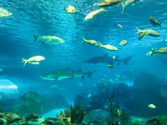 -瑞普利水族馆