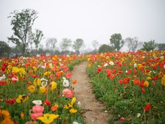 -径山花海