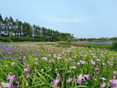 -上海长兴岛郊野公园