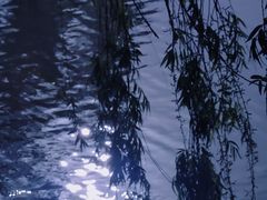 -上海滨江森林公园