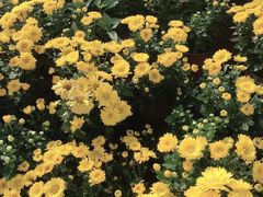 -都江堰玫瑰花溪谷