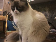 -猫色咖啡·猫咖