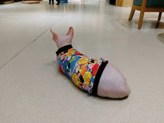 -藏猫猫咖啡主题馆(中央大道店)