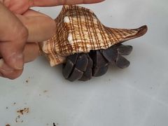 -中环花鸟鱼虫市场