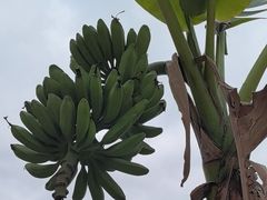 -云溪植物园