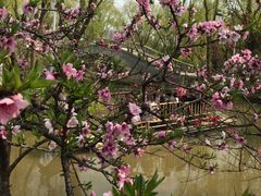 可以坐竹筏哦-南汇桃花村
