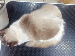 -车接车送·寄养洗护·德文猫舍(大宁店)