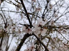 -桃花堤公园
