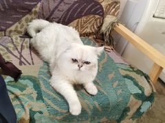 -喵屿·大理花园猫咖